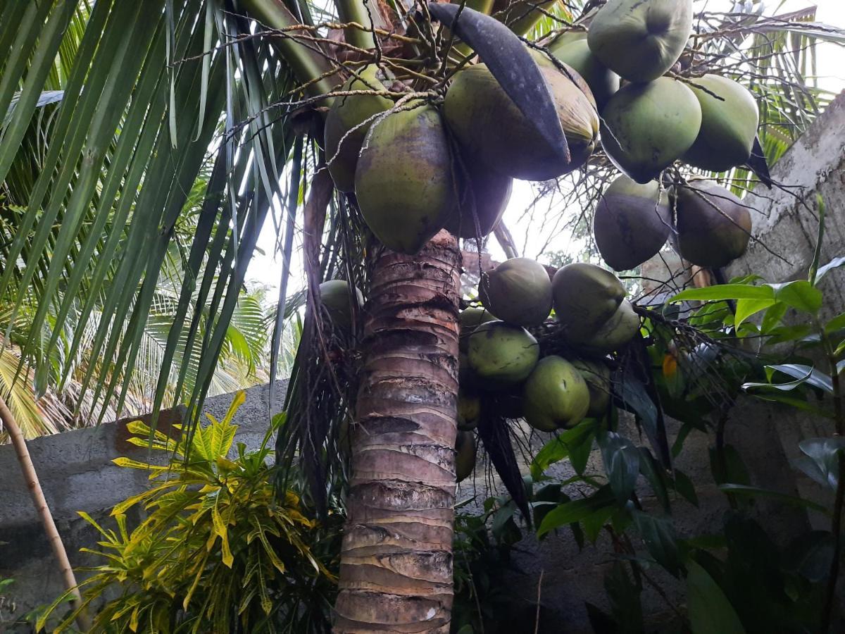 Eagle Homestay Tangalle Exteriér fotografie