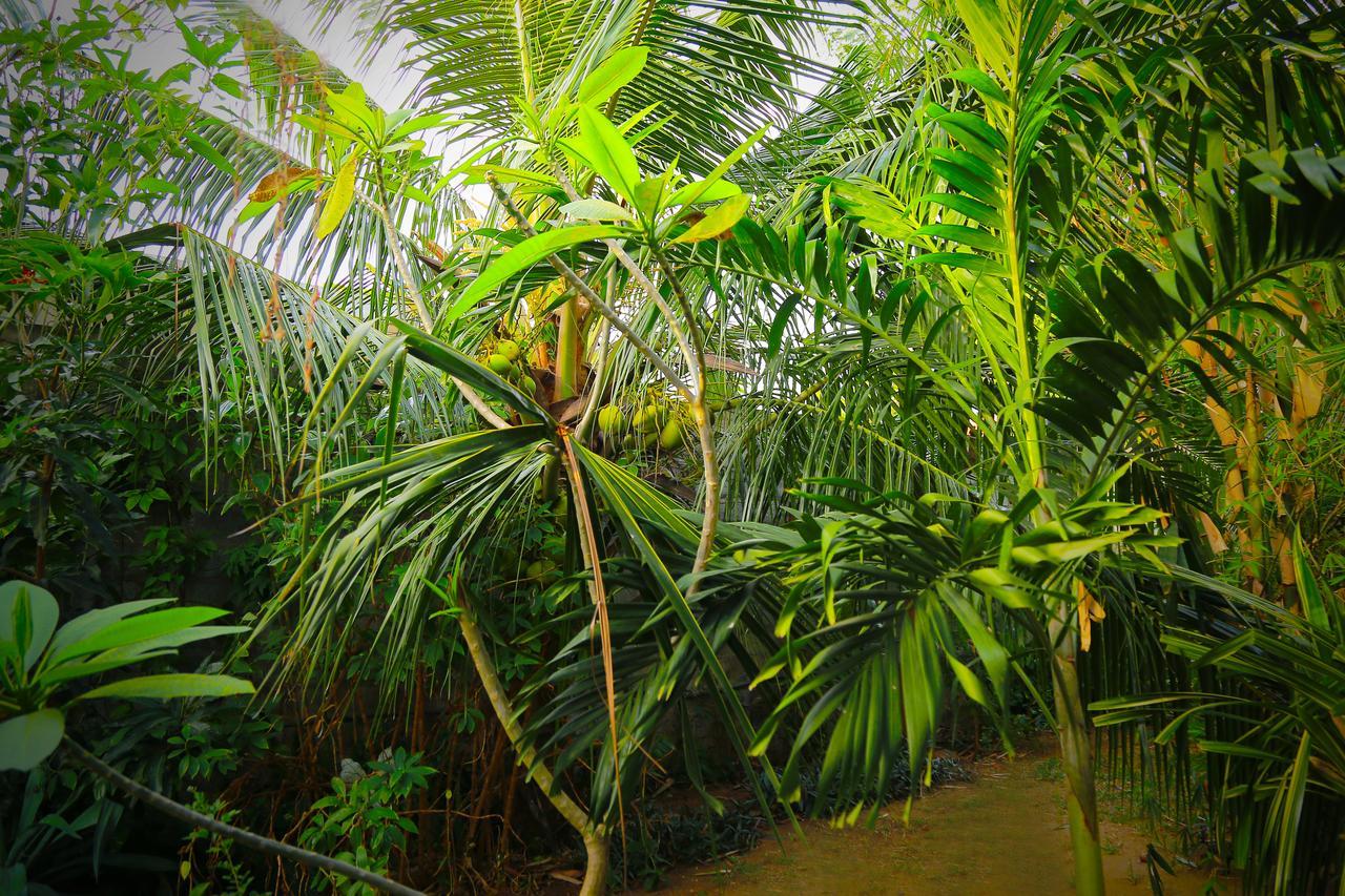 Eagle Homestay Tangalle Exteriér fotografie